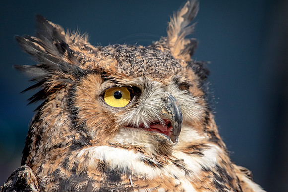 Great Horned Owl at Wild Mountain Birds