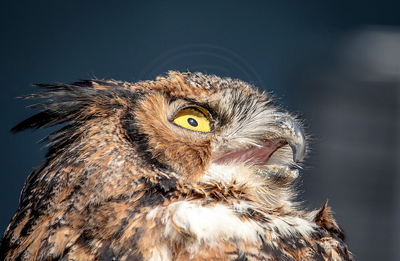 Great Horned Owl at Wild Mountain Birds
