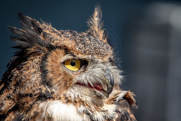 Great Horned Owl at Wild Mountain Birds