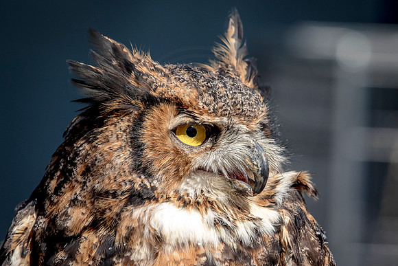 Great Horned Owl at Wild Mountain Birds