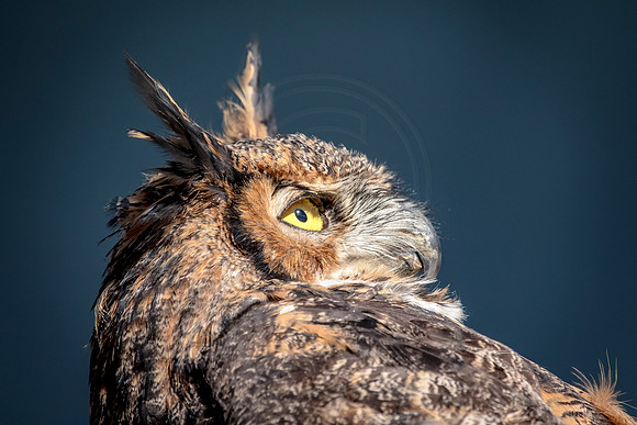 Great Horned Owl at Wild Mountain Birds