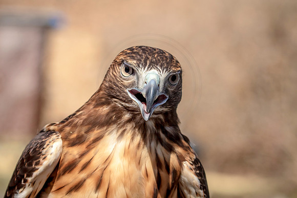 Red Tailed Hawk at Wild Mountain Birds