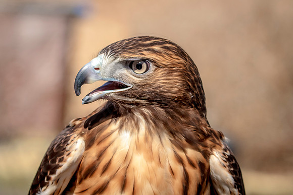 Red Tailed Hawk at Wild Mountain Birds