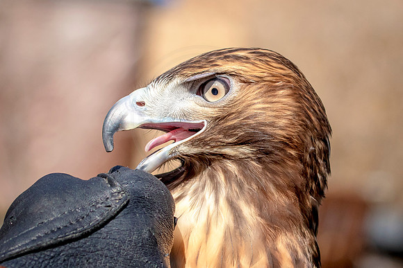 Red Tailed Hawk at Wild Mountain Birds