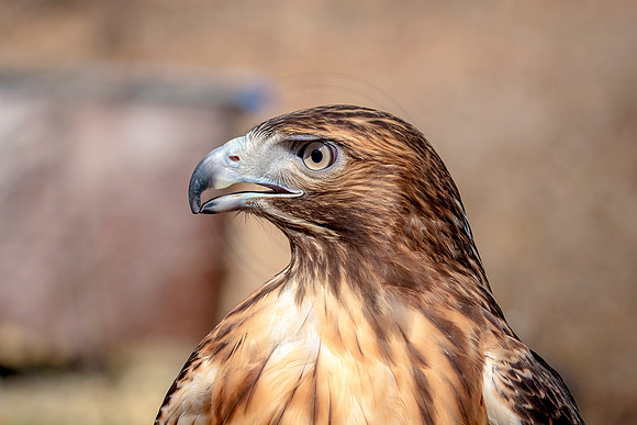 Red Tailed Hawk at Wild Mountain Birds