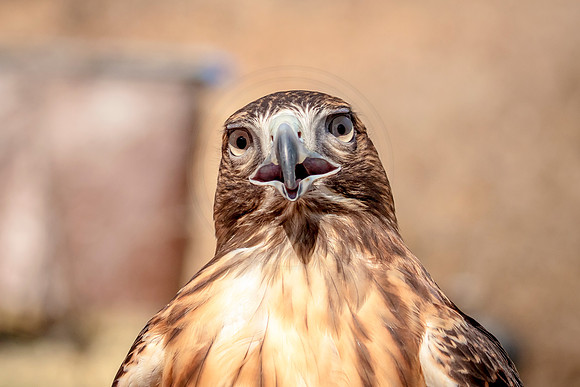Red Tailed Hawk at Wild Mountain Birds