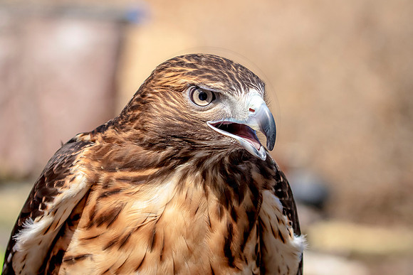 Red Tailed Hawk at Wild Mountain Birds