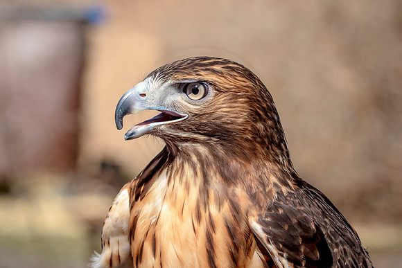 Red Tailed Hawk at Wild Mountain Birds