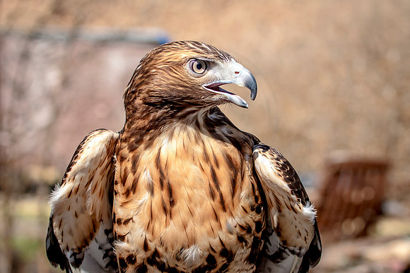Red Tailed Hawk at Wild Mountain Birds