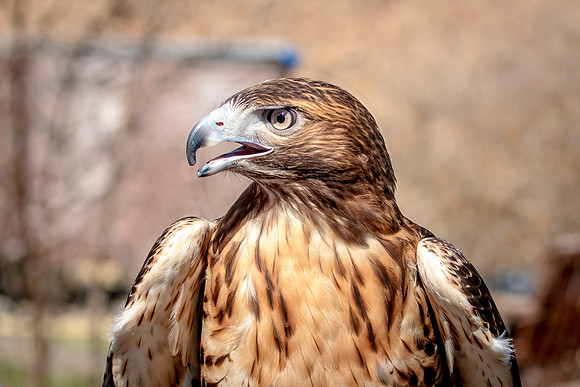 Red Tailed Hawk at Wild Mountain Birds