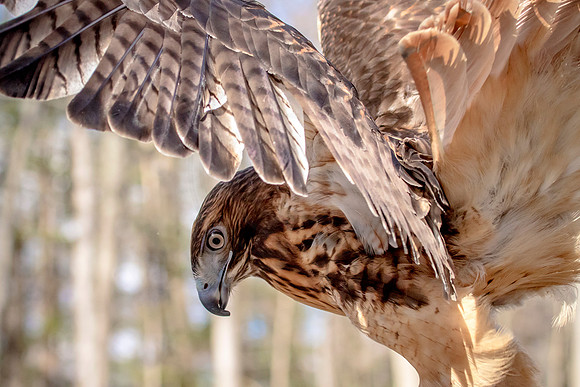 Red Tailed Hawk at Wild Mountain Birds