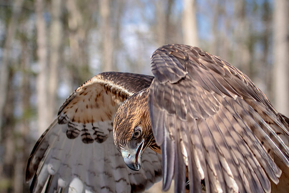 Red Tailed Hawk at Wild Mountain Birds