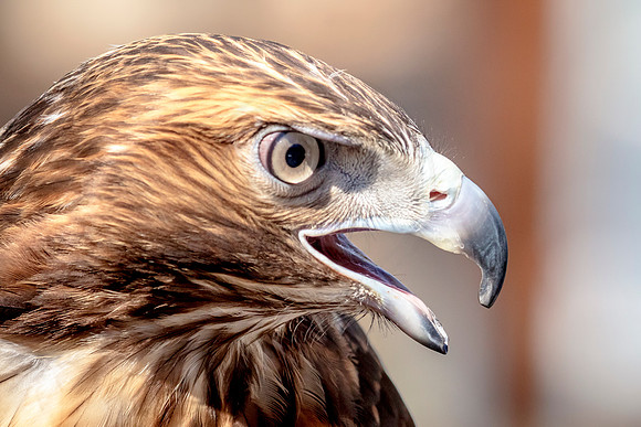Red Tailed Hawk at Wild Mountain Birds