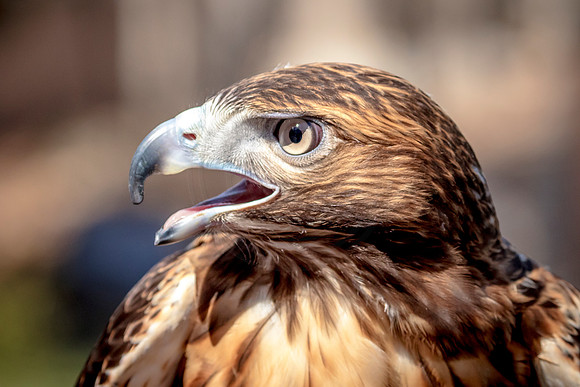 Red Tailed Hawk at Wild Mountain Birds