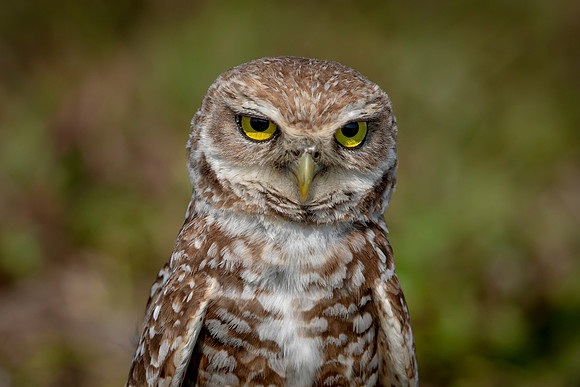 922 burrowing owl (6F3A2491) April 17, 2021
