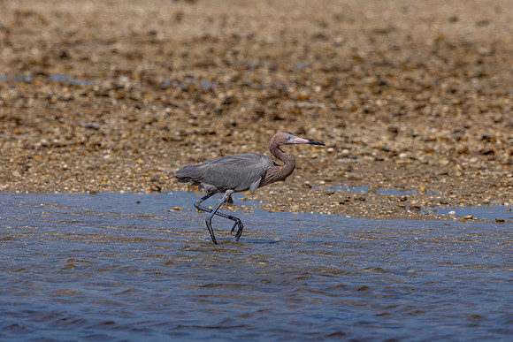 175 reddish egrets (6F3A6732) April 15, 2021