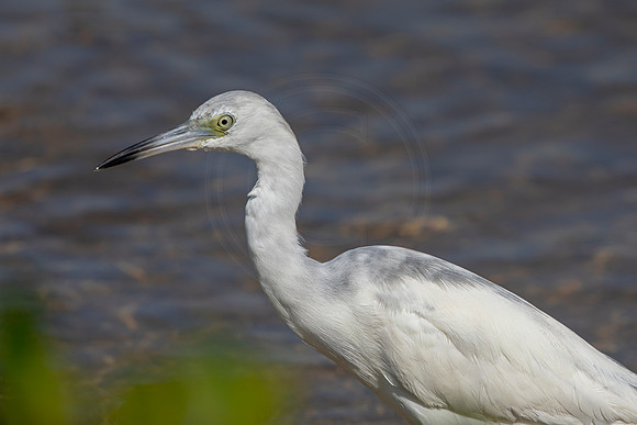 167 juvenile little blue heron (6F3A6673) April 15, 2021