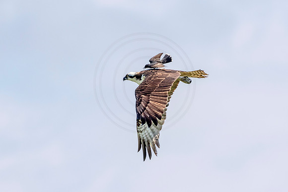 Osprey in Crown Point