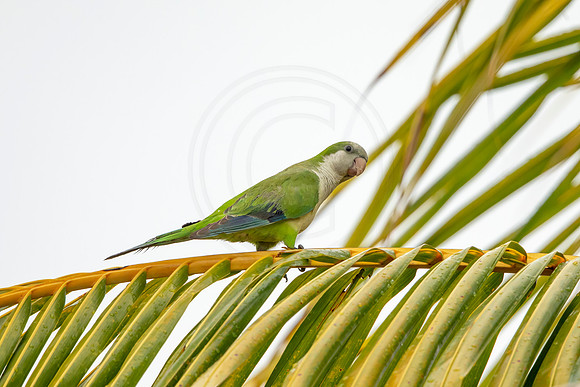 38 monk parakeet (6F3A0745) April 21, 2021