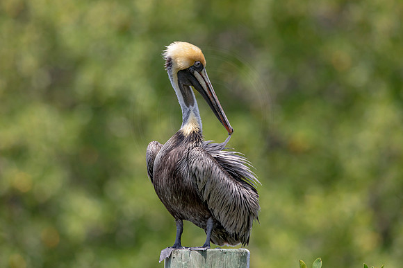 349 pelican (6F3A8318) April 15, 2021