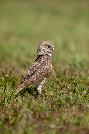 909 burrowing owl (6F3A2433) April 17, 2021