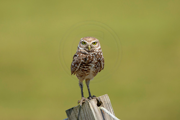 813 burrowing owl (6F3A1845) April 17, 2021