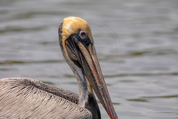 367 pelican (6F3A8383) April 15, 2021