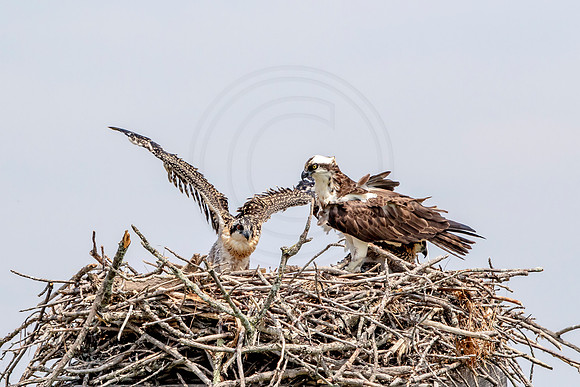 Osprey in Crown Point