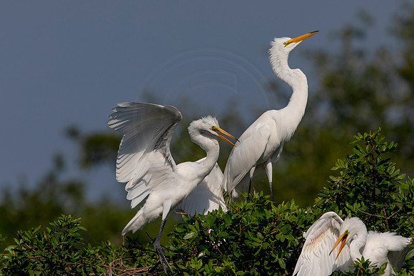 1038 egret (6F3A3498) April 18, 2021