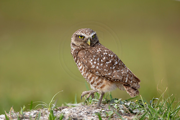 617 burrowing owl (6F3A0519) April 17, 2021