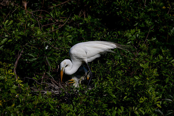 961 egret (6F3A2848) April 18, 2021