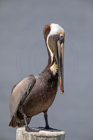 400 pelican (6F3A8565) April 15, 2021