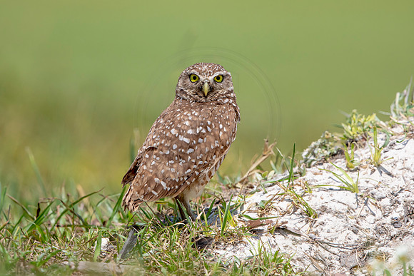672 burrowing owl (6F3A1041) April 17, 2021