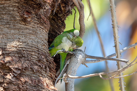 1200 monk parakeet (6F3A5117) April 18, 2021
