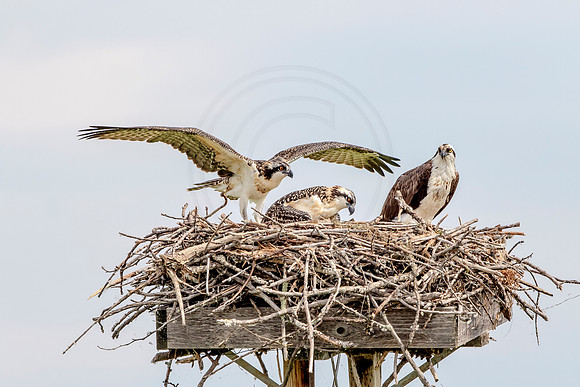 Osprey in Crown Point