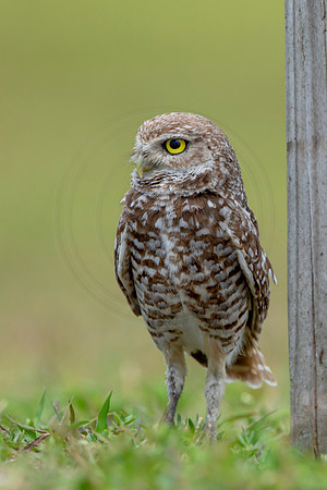 790 burrowing owl (6F3A1716) April 17, 2021