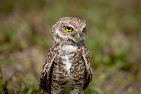 926 burrowing owl (6F3A2510) April 17, 2021