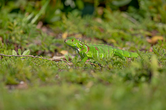 509 iguana (6F3A9132) April 15, 2021
