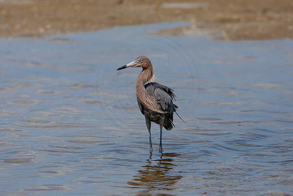 185 reddish egrets (6F3A6791) April 15, 2021