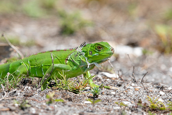 296 iguana (6F3A7902) April 15, 2021