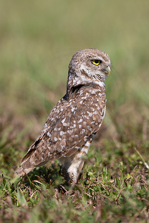 908 burrowing owl (6F3A2429) April 17, 2021