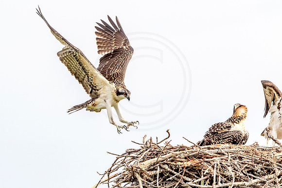Osprey in Crown Point