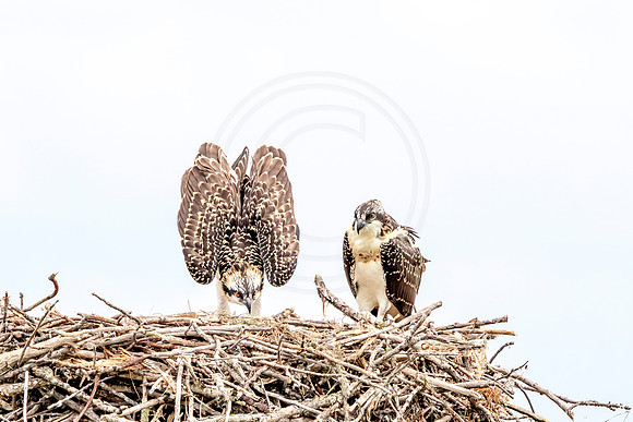 Osprey in Crown Point