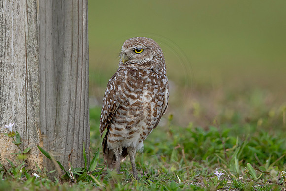 660 burrowing owl (6F3A0909) April 17, 2021