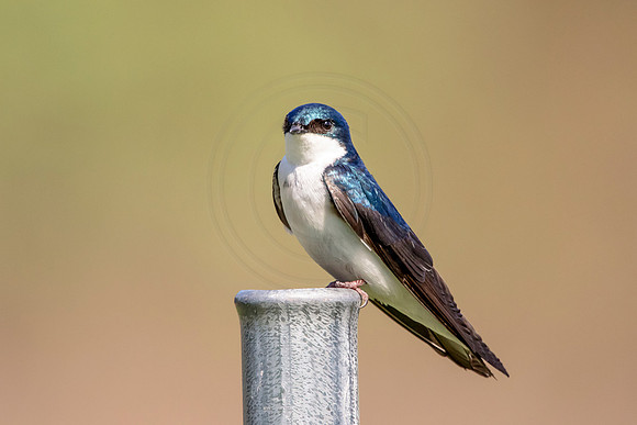 Tree Swallow