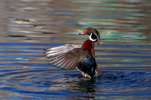 Wood Duck Drake