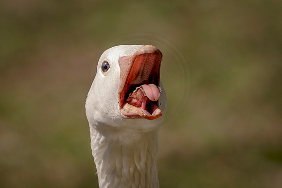 White Canadian Goose