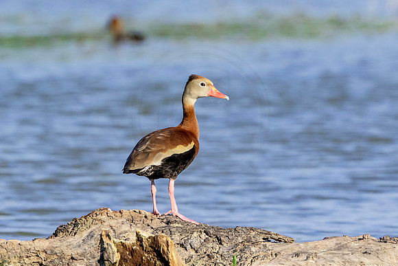 Black-bellied whistling duck