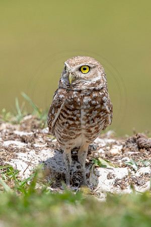 785 burrowing owl (6F3A1694) April 17, 2021