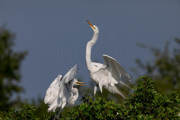 1037 egret (6F3A3492) April 18, 2021